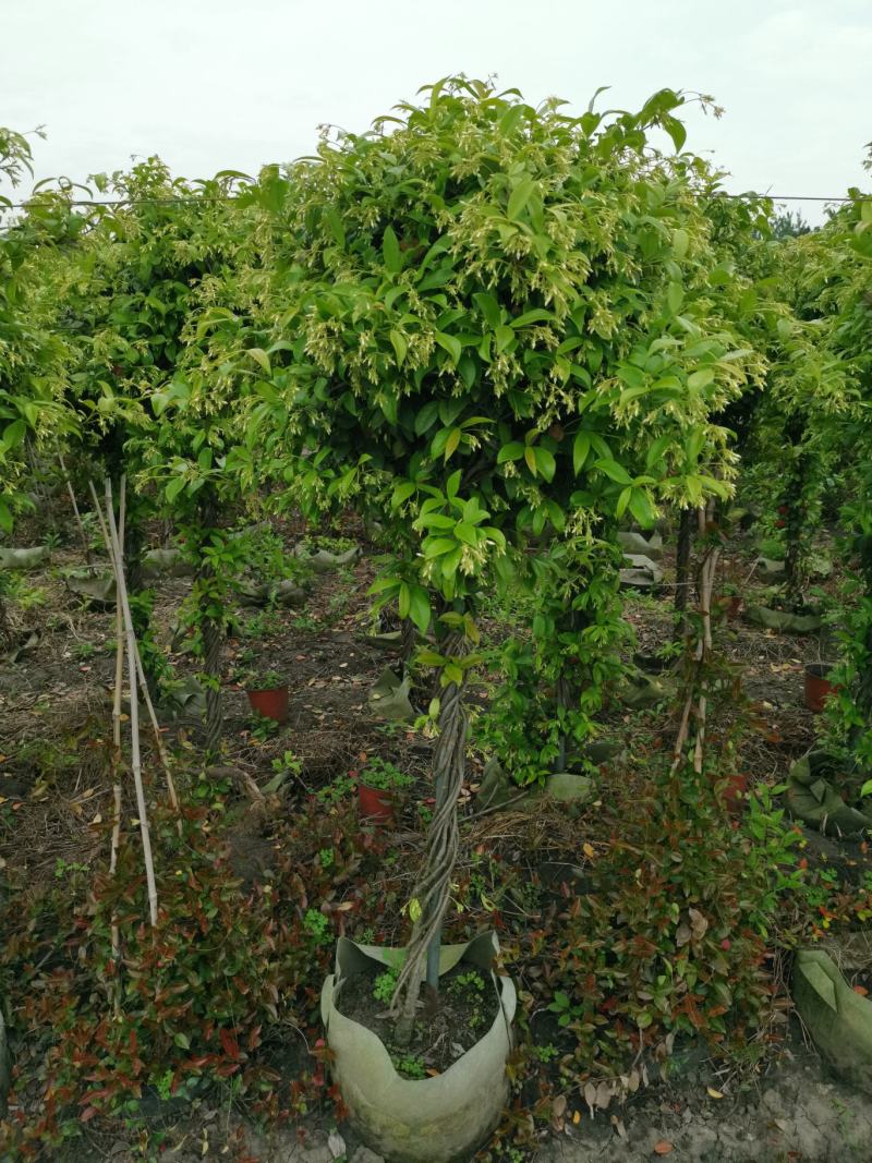 意大利络石、大花络石、风车茉莉棒棒糖