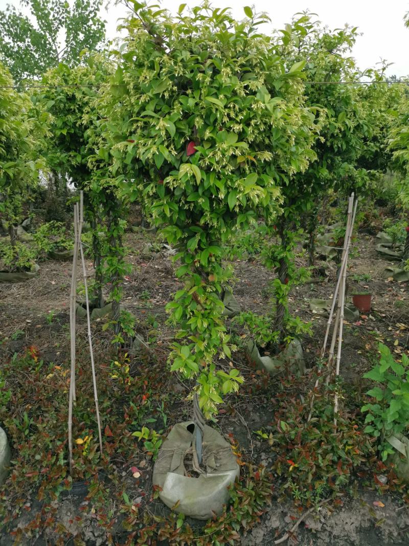 意大利络石、大花络石、风车茉莉棒棒糖