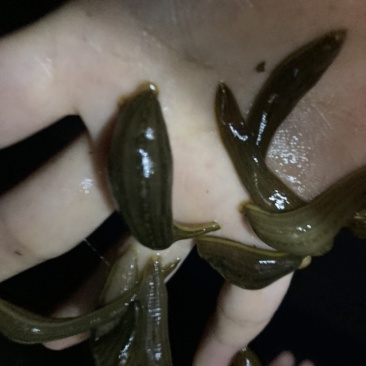 水蛭苗蚂蝗苗金线宽体水蛭幼苗下水苗幼苗