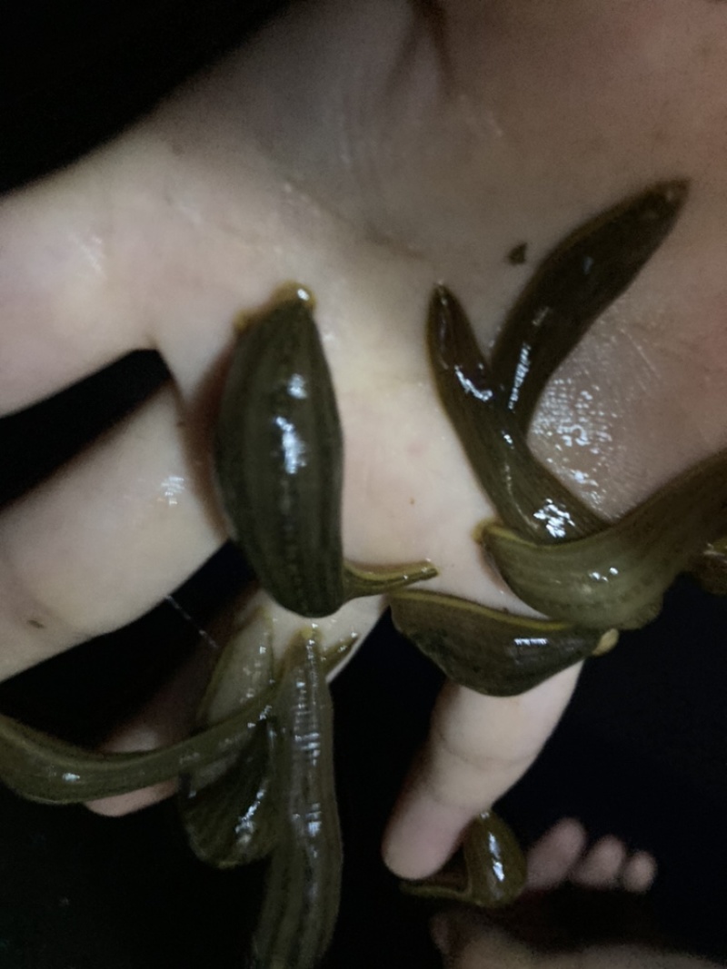 水蛭苗蚂蝗苗金线宽体水蛭幼苗下水苗幼苗