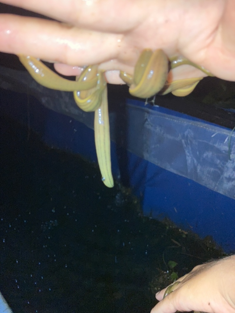 水蛭苗蚂蝗苗金线宽体水蛭幼苗下水苗幼苗