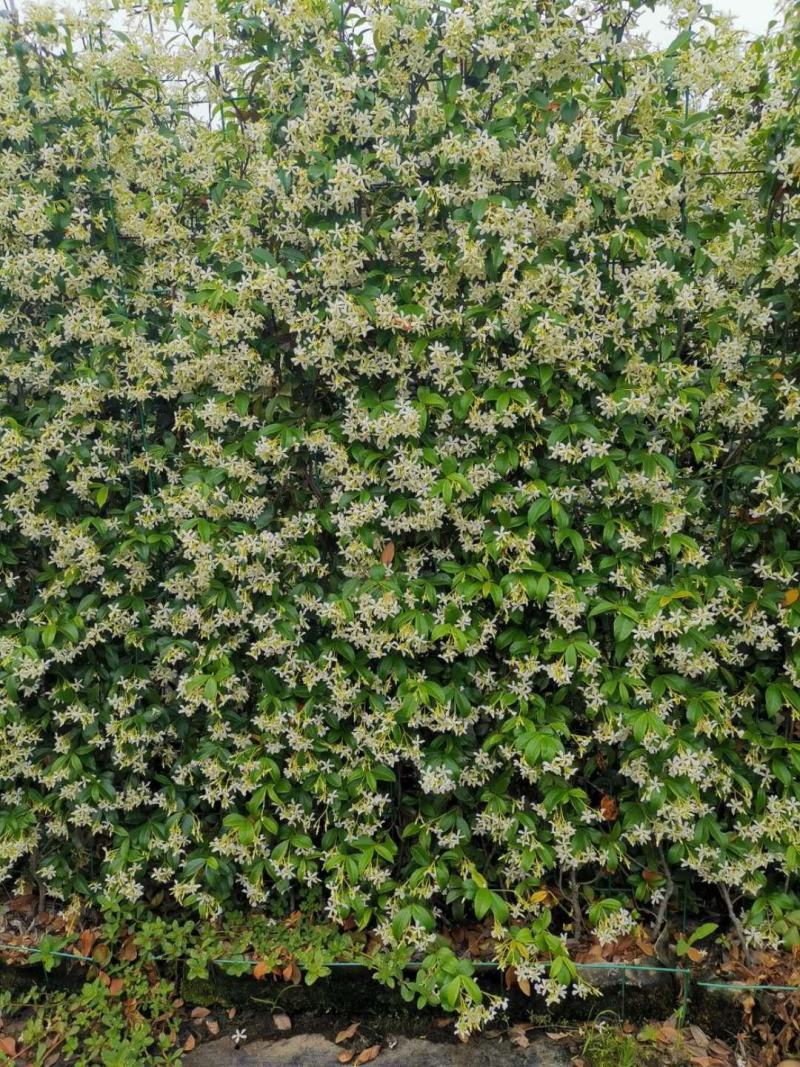 风车茉莉意大利络石大花络石网片