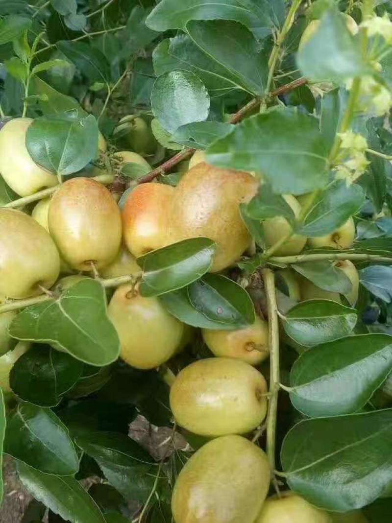 米枣：崭山米枣香甜可囗，入口化渣，皮薄肉脆，当季送礼佳品