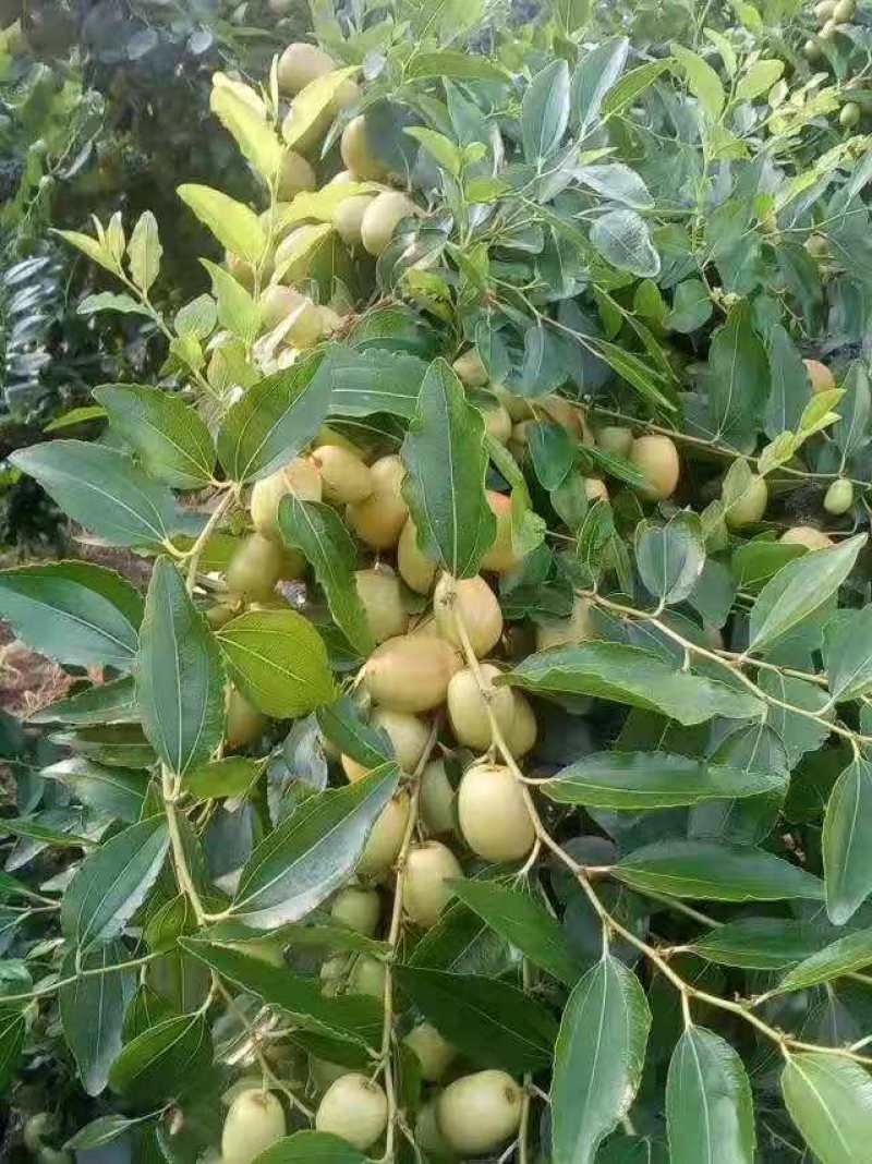 米枣：崭山米枣香甜可囗，入口化渣，皮薄肉脆，当季送礼佳品