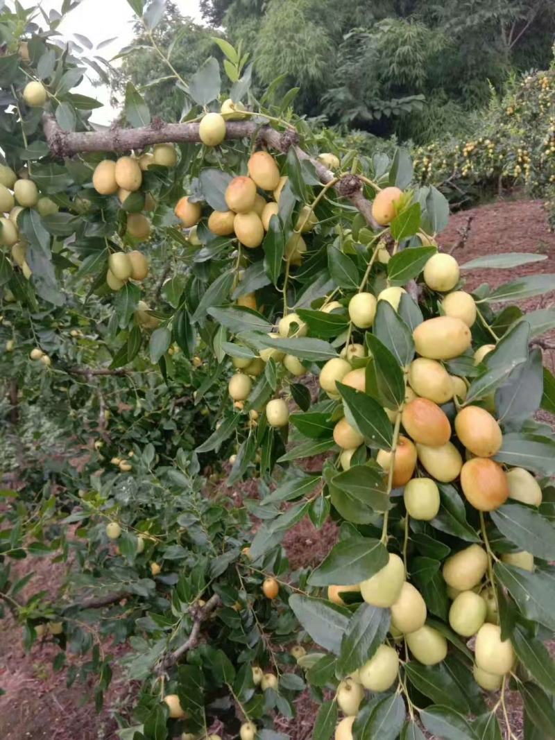 米枣：崭山米枣香甜可囗，入口化渣，皮薄肉脆，当季送礼佳品