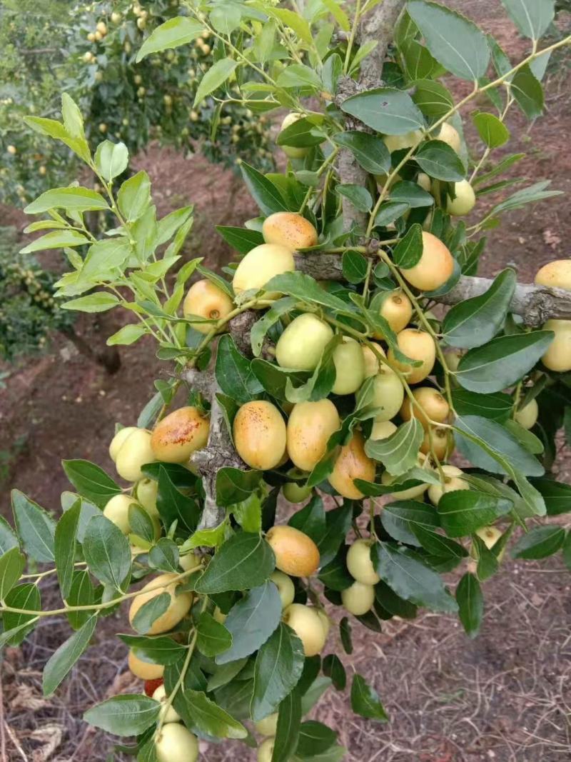 米枣：崭山米枣香甜可囗，入口化渣，皮薄肉脆，当季送礼佳品