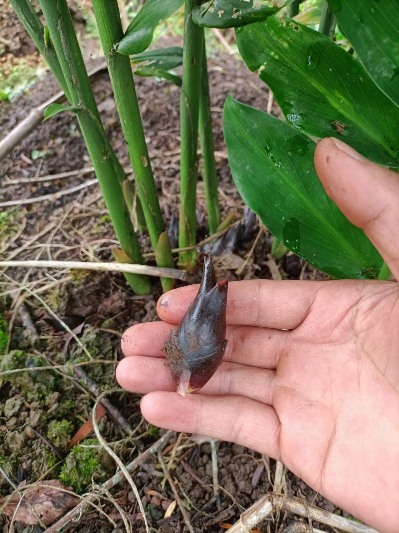 高山野菜新鲜采摘洋荷姜现采现发原生态无农药无化肥量大价优