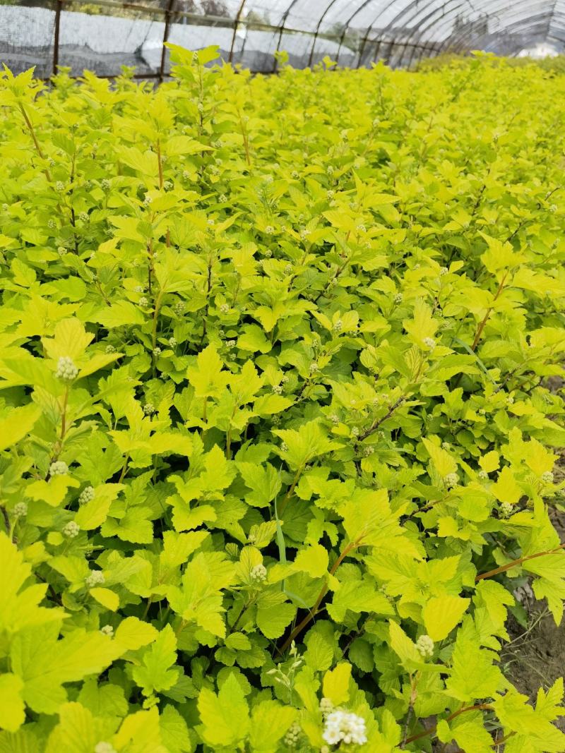 金叶风箱果