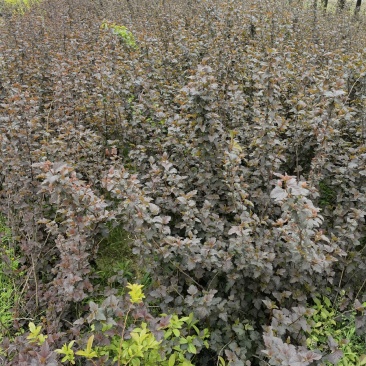 紫叶风箱果