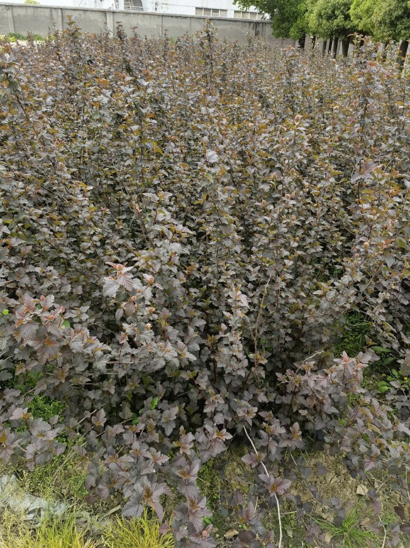 紫叶风箱果