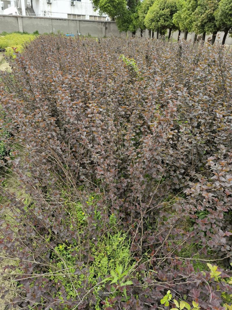 紫叶风箱果