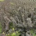 紫叶风箱果