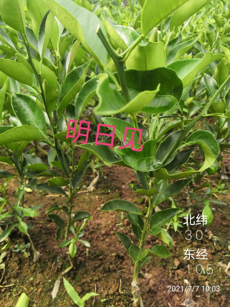 红美人柑橘苗明日见早熟砂糖橘耙耙柑大雅沃柑等柑橘苗