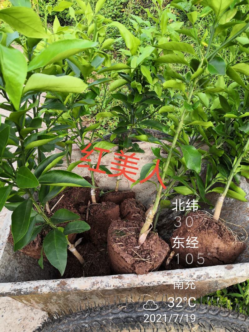 红美人柑橘苗明日见早熟砂糖橘耙耙柑大雅沃柑等柑橘苗