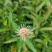 水杨梅