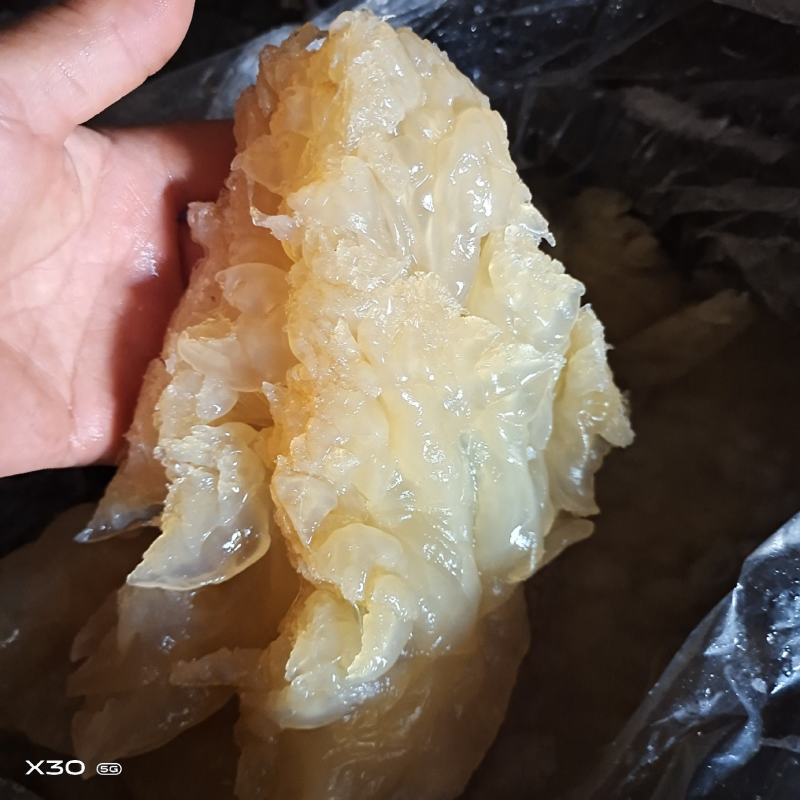 沙蜇头质量特别好凉拌下酒菜超解腻一箱6斤一手货源量大从优