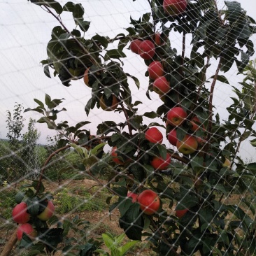 鲁丽苹果