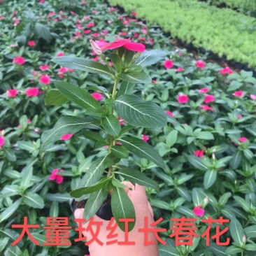 长春花