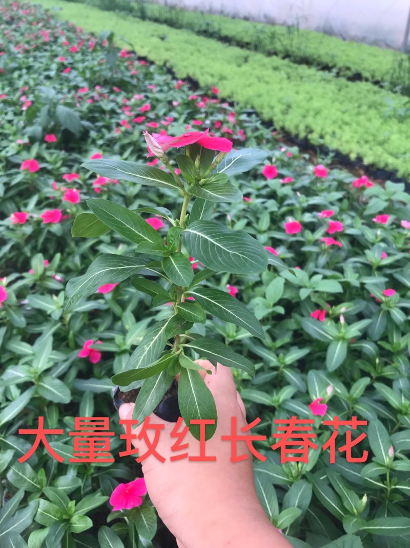 长春花