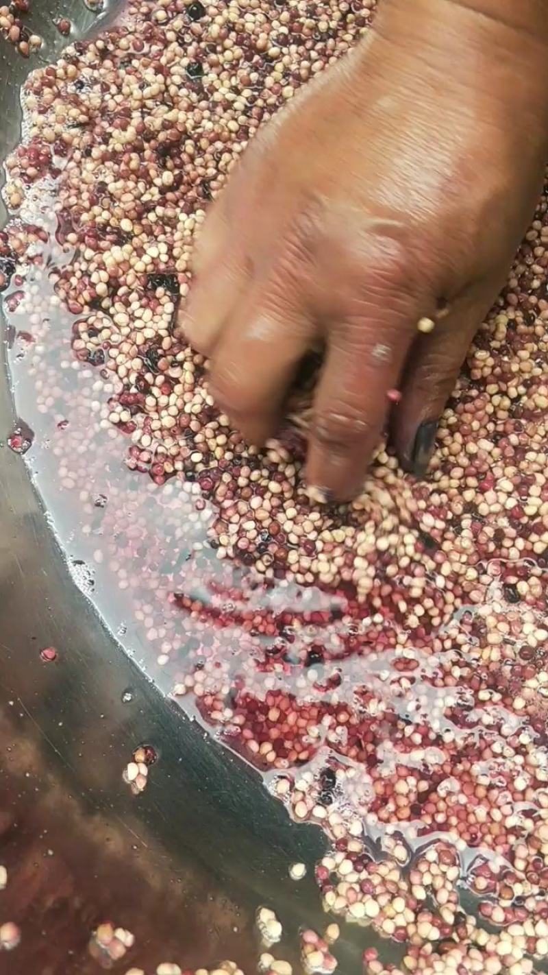 竹节参种子，自产自销没有中间商