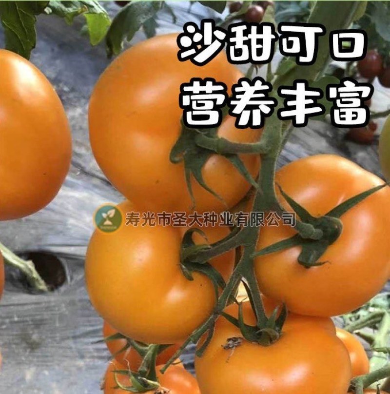 黄蜜80沙甜可口大圆黄西红柿种子东北内蒙古地区**