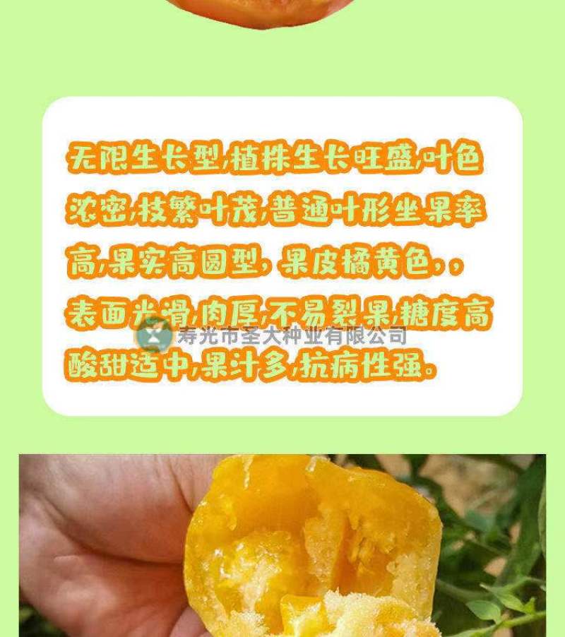 黄蜜80沙甜可口大圆黄西红柿种子东北内蒙古地区**