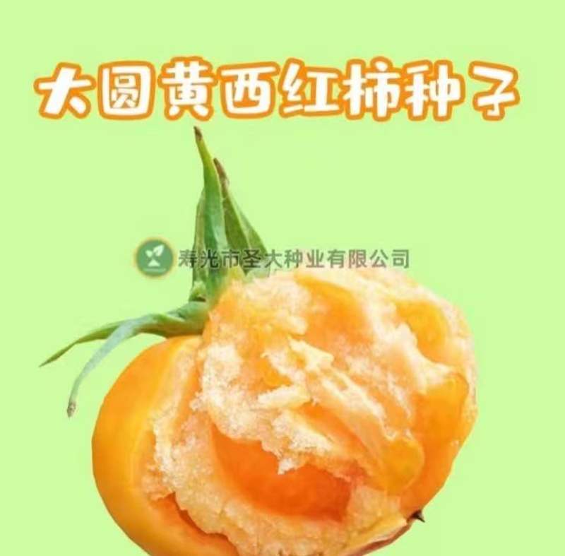黄蜜80沙甜可口大圆黄西红柿种子东北内蒙古地区**