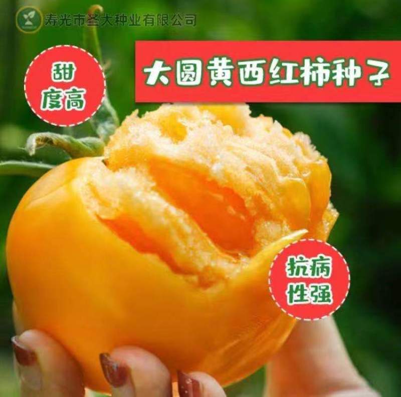 黄蜜80沙甜可口大圆黄西红柿种子东北内蒙古地区**