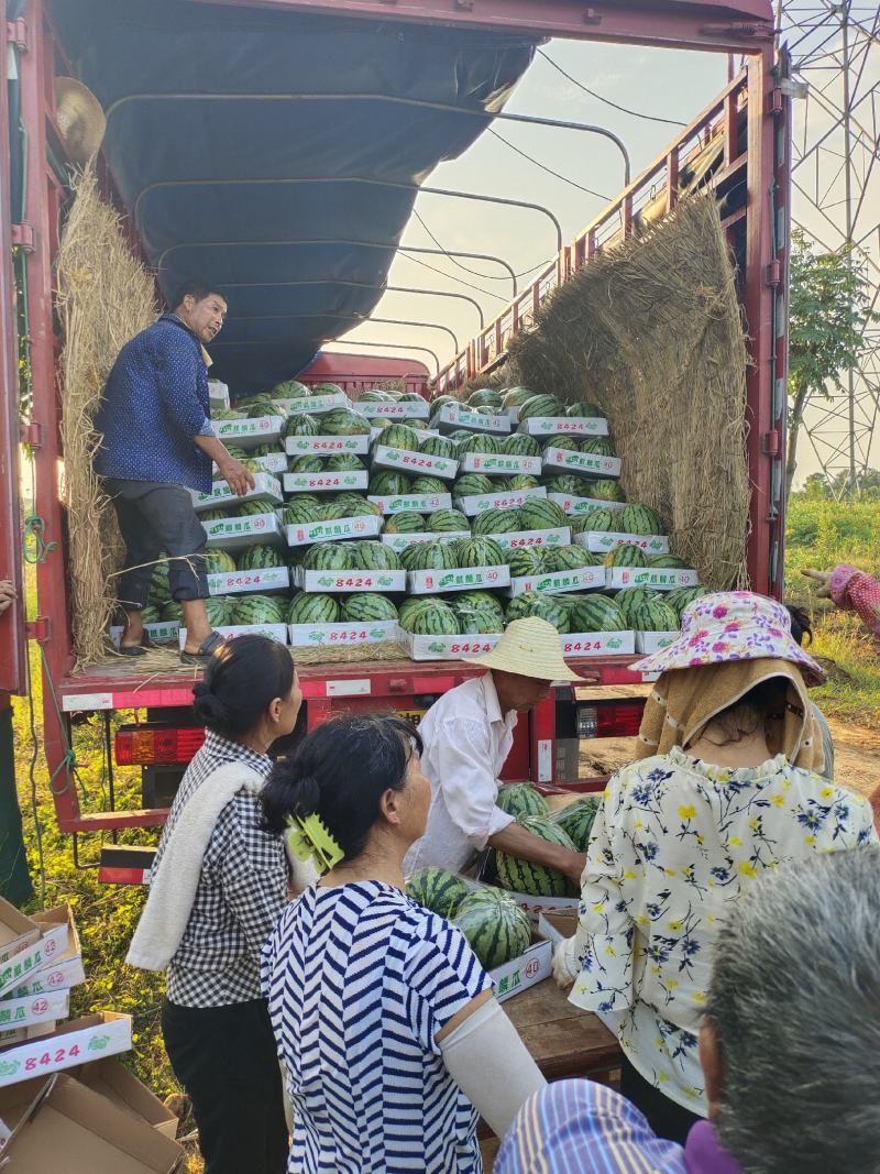 麒麟西瓜产地大量销售中，口感甜，基地直摘，实地采摘