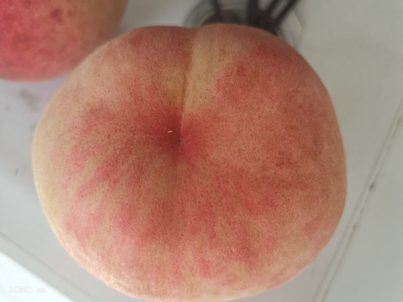 红桃