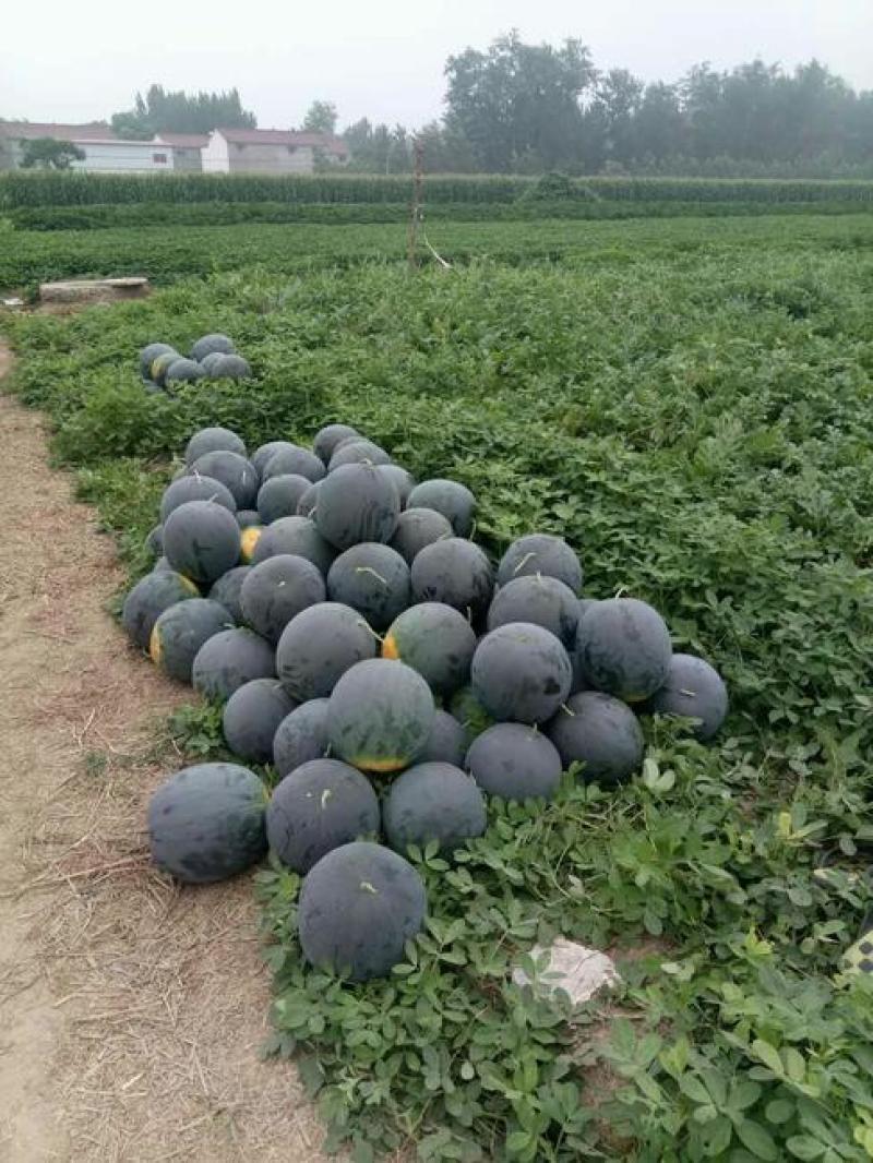产地大量上黑皮无籽西瓜，瓜大口感甜，对接电商商超市场