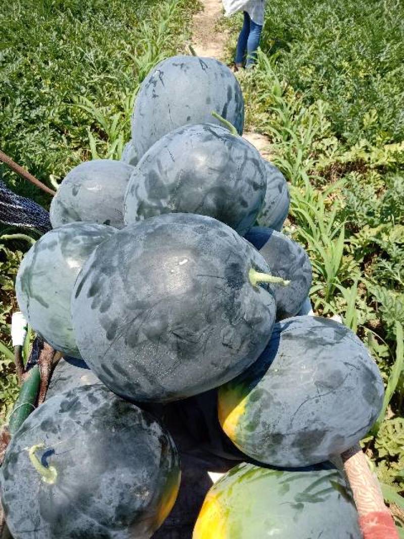 产地大量上黑皮无籽西瓜，瓜大口感甜，对接电商商超市场