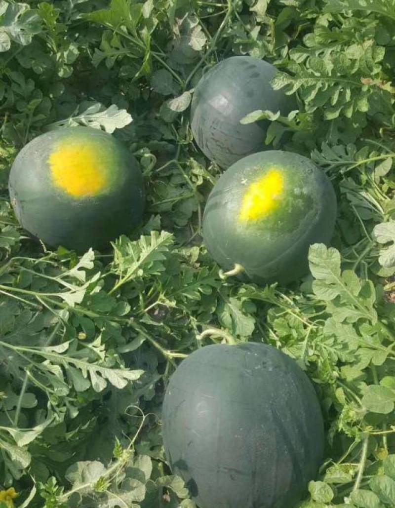 产地大量上黑皮无籽西瓜，瓜大口感甜，对接电商商超市场