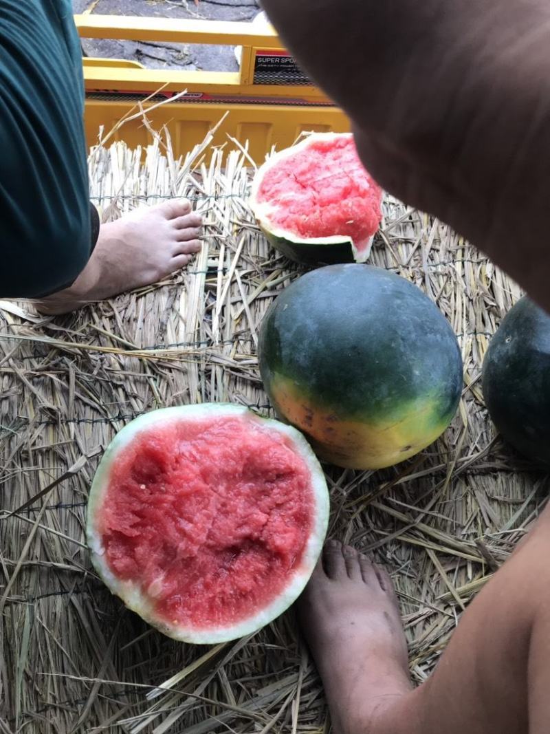 产地大量上黑皮无籽西瓜，瓜大口感甜，对接电商商超市场