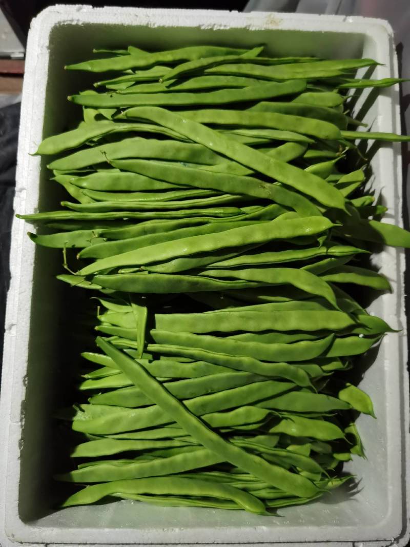 保山扁豆大量上市，商超品质，欢迎客商电话订货实地考察