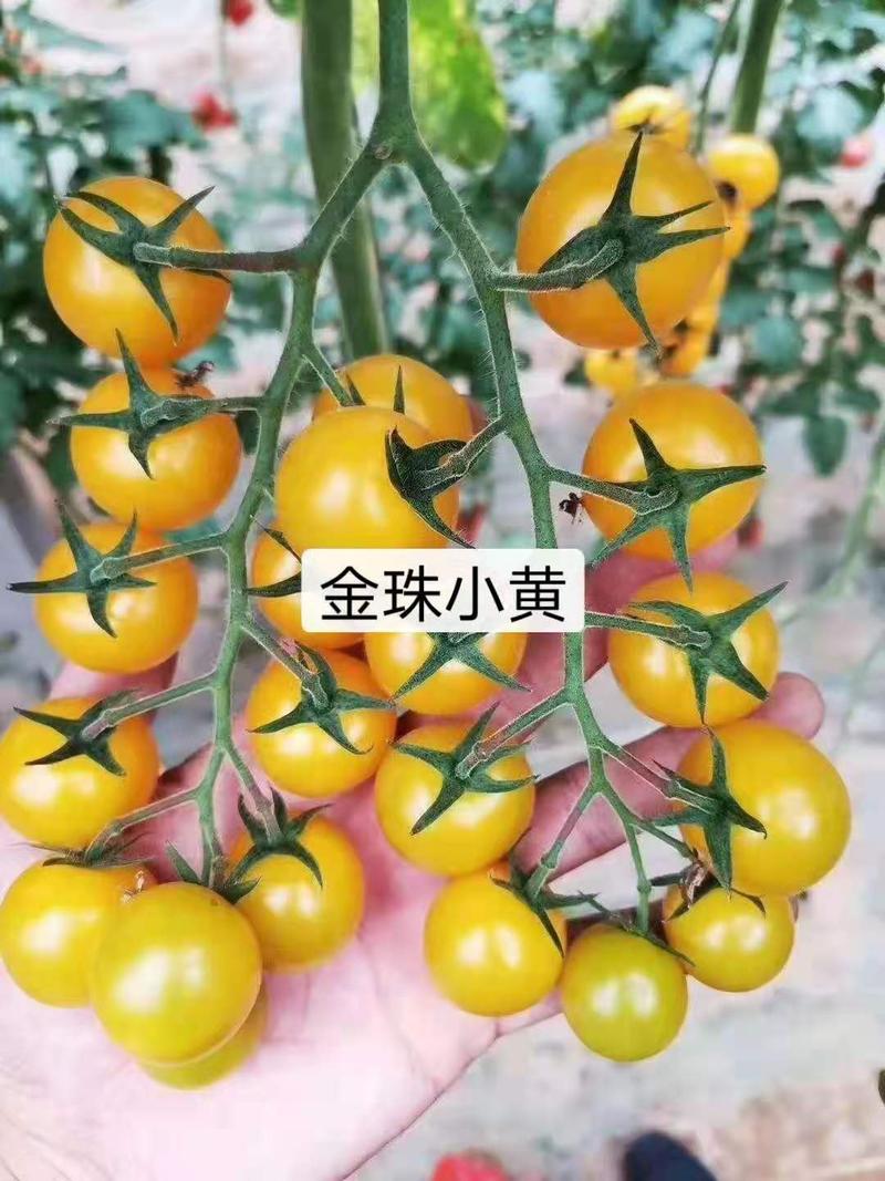 小圆黄樱桃番茄圣女果金珠小黄种籽小西红柿秧苗番茄种苗