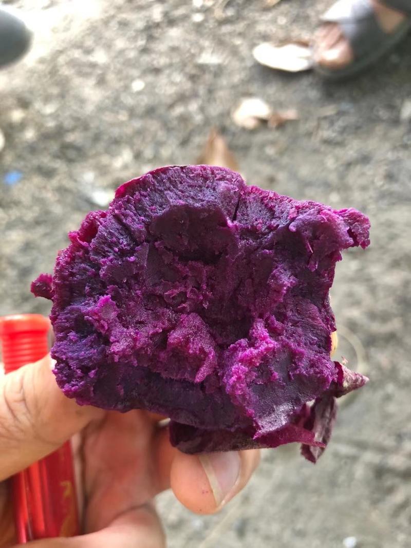 紫薯紫罗兰产地直供花叶桂京