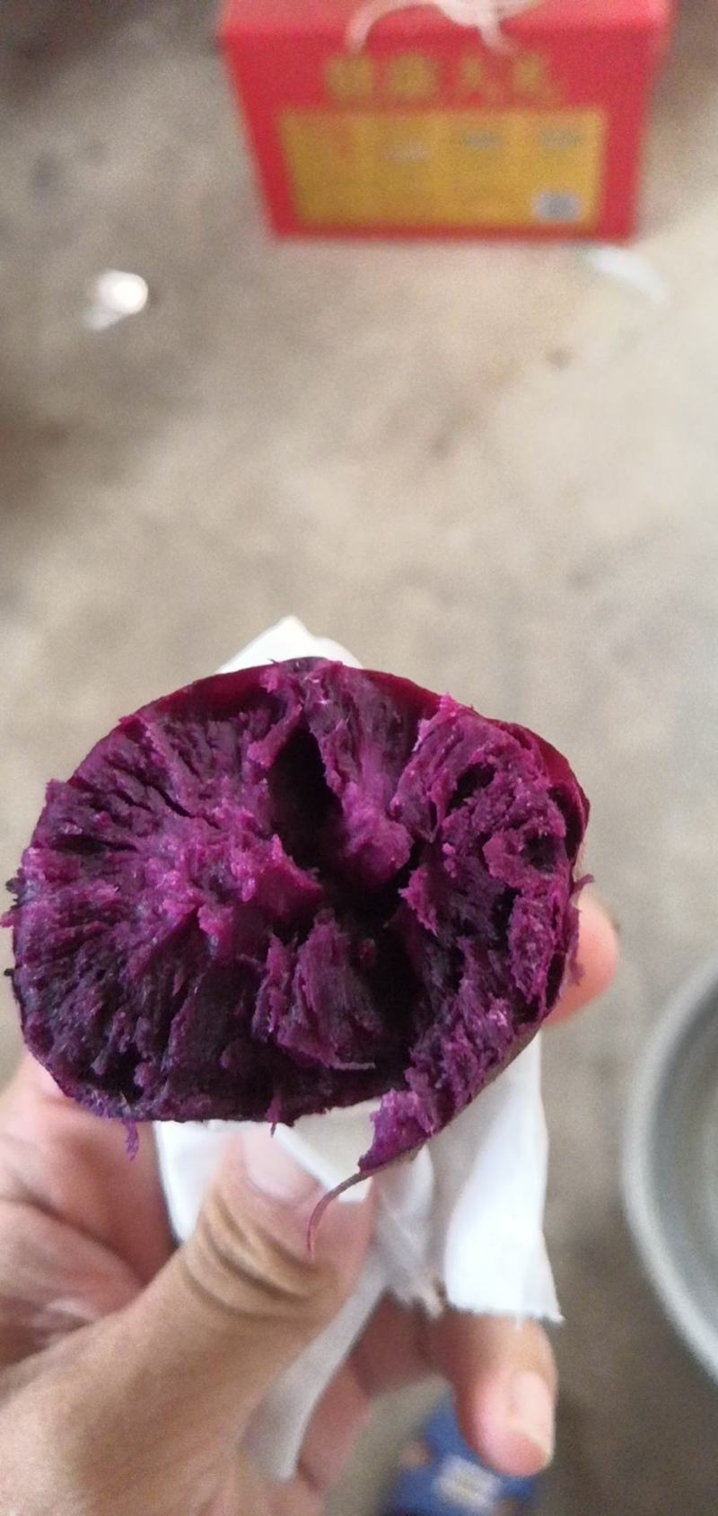 紫薯紫罗兰产地直供花叶桂京