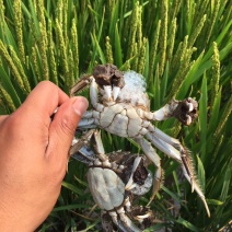 盘锦河蟹，纯正稻田蟹，黄满膏肥