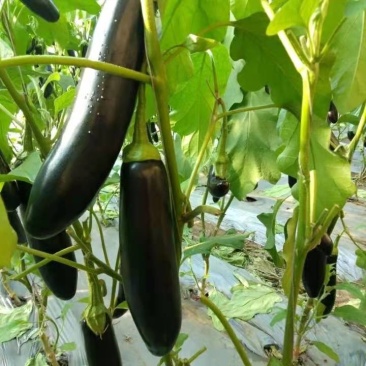 茄果类