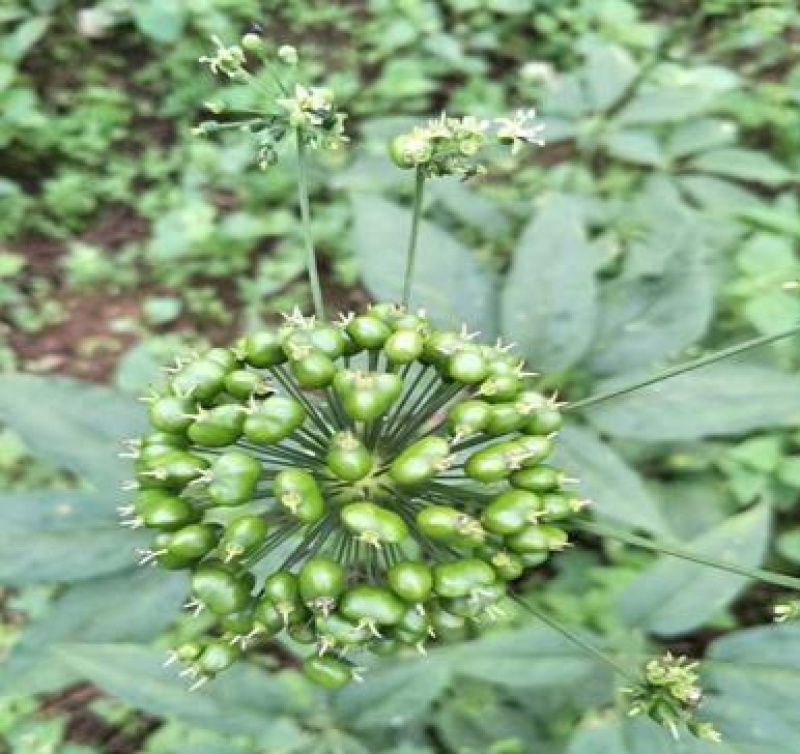 竹节参种子竹节参种子量大优惠提供种植技术