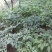 竹节参种子竹节参种子量大优惠提供种植技术