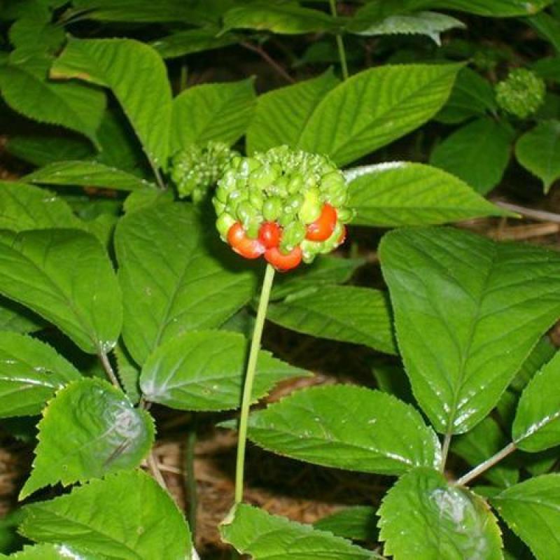 竹节参种子竹节参种子量大优惠提供种植技术