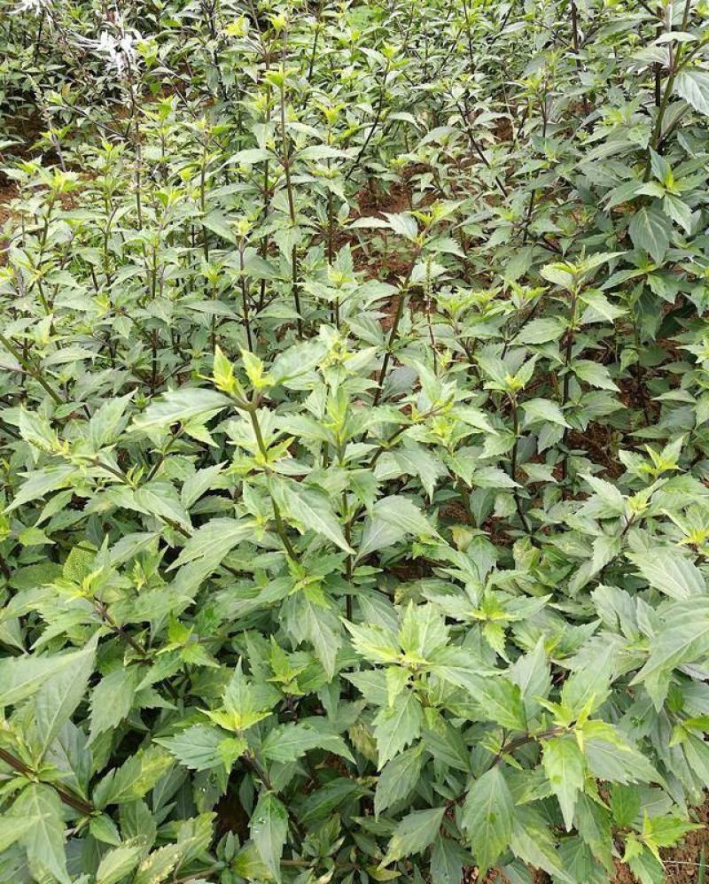 竹节参种子竹节参种子量大优惠提供种植技术