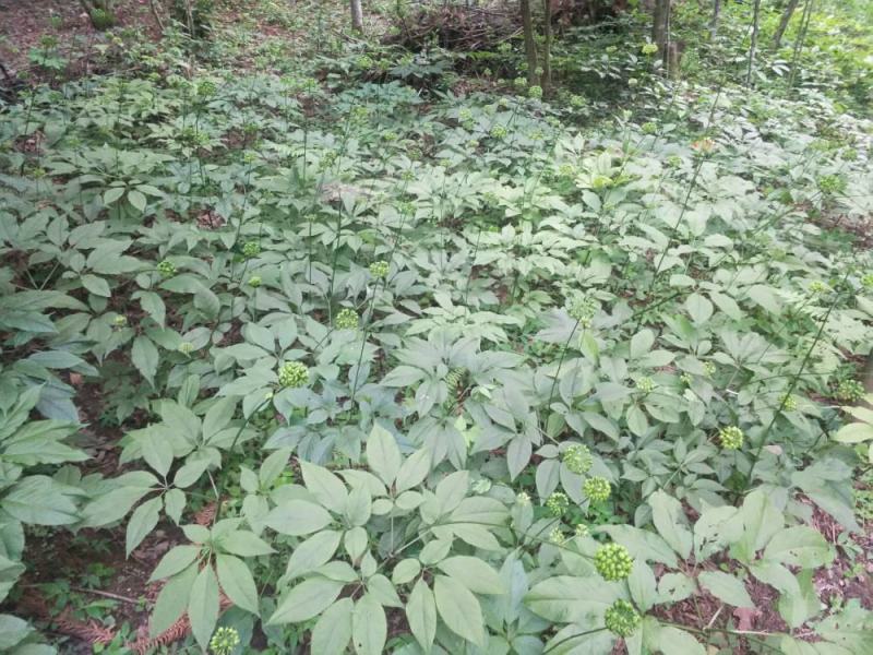 竹节参种子竹节参种子量大优惠提供种植技术