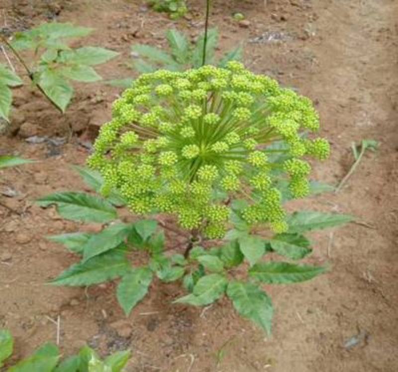 竹节参种子竹节参种子量大优惠提供种植技术