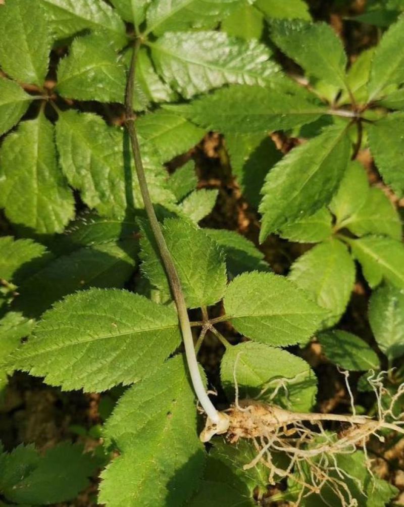 竹节参种子竹节参种子量大优惠提供种植技术