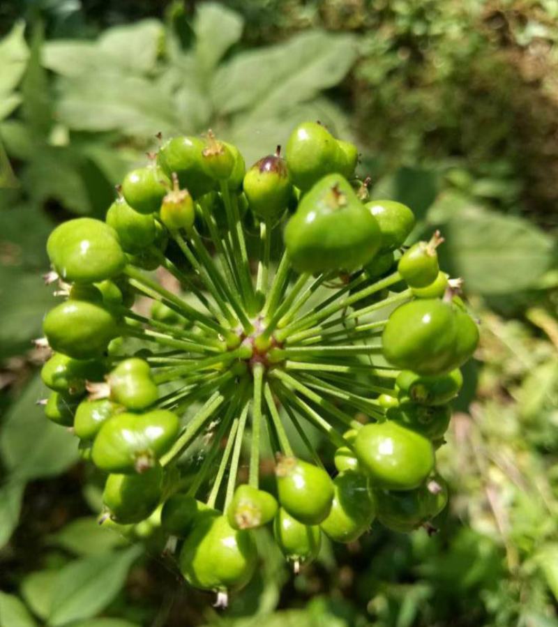 竹节参种子竹节参种子量大优惠提供种植技术