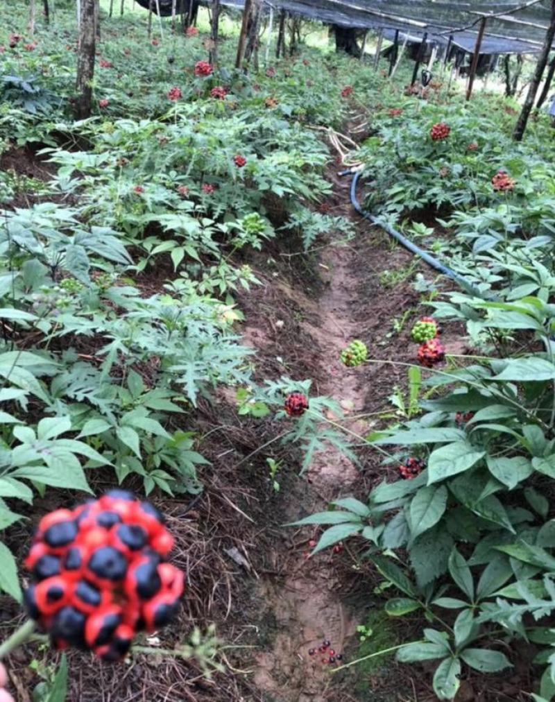 竹节参种子竹节参种子量大优惠提供种植技术
