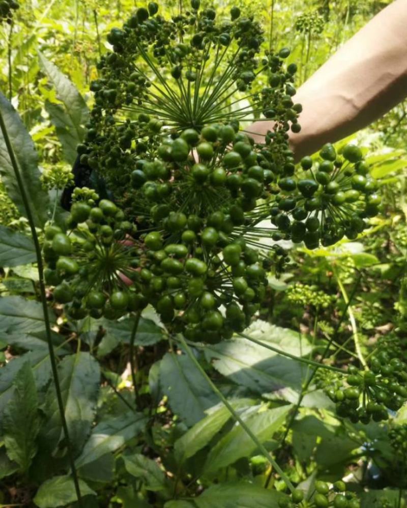 竹节参种子竹节参种子量大优惠提供种植技术